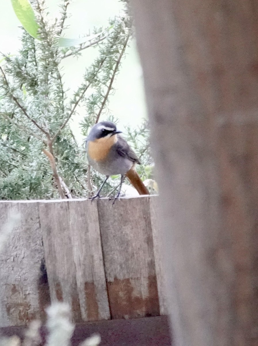 ツグミヒタキ - ML646170214