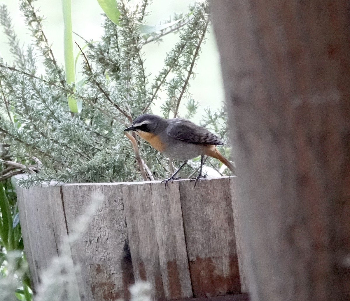 ツグミヒタキ - ML646170215