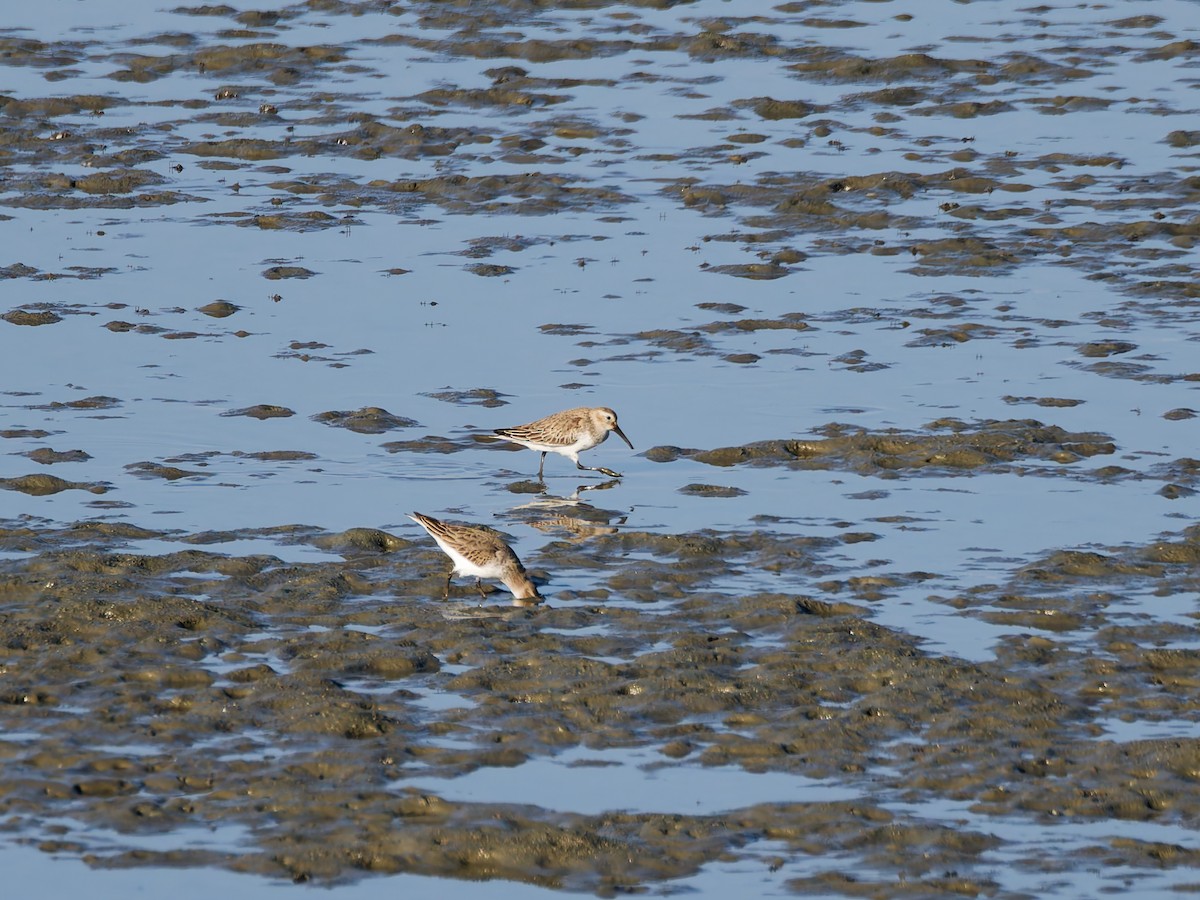 Correlimos Común - ML646170216