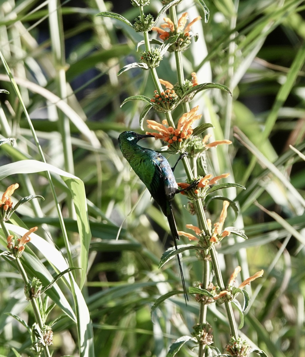 malakittsolfugl - ML646170217