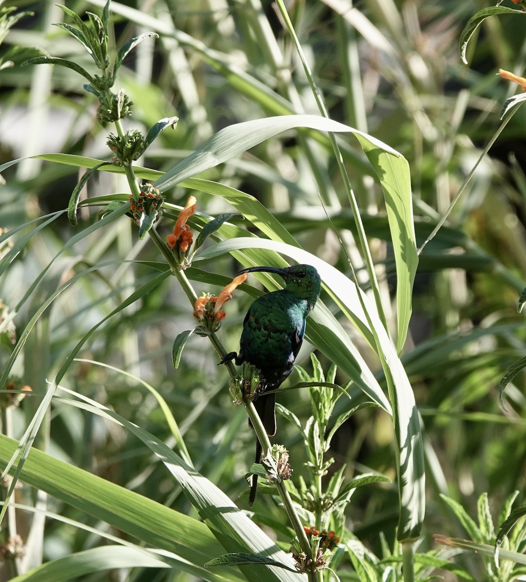 malakittsolfugl - ML646170218