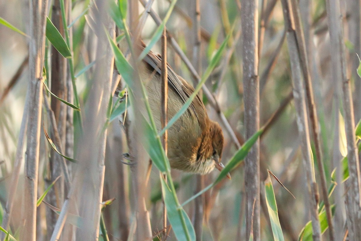 Carricero Estentóreo - ML646170219