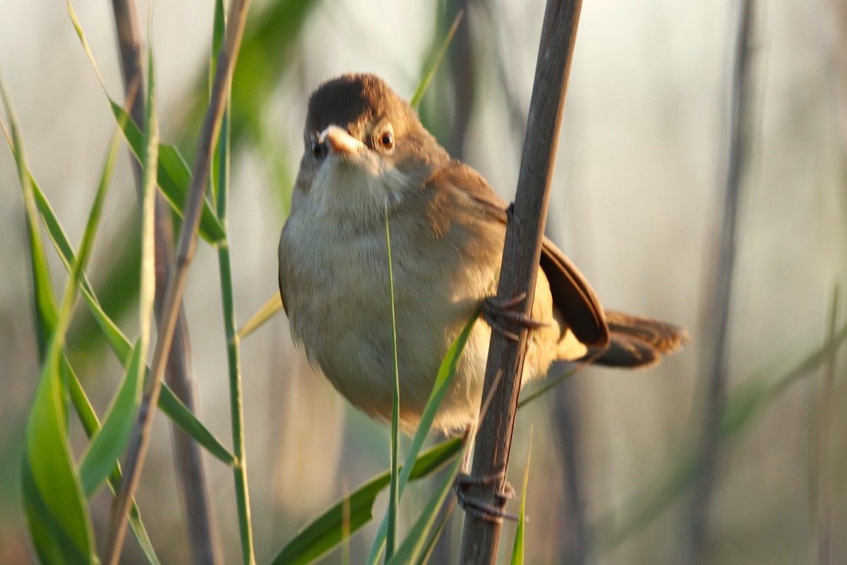 Carricero Estentóreo - ML646170220