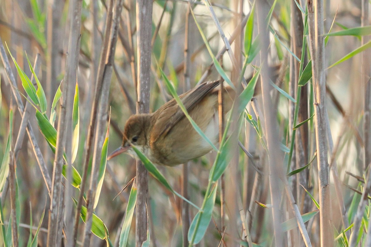 Carricero Estentóreo - ML646170221