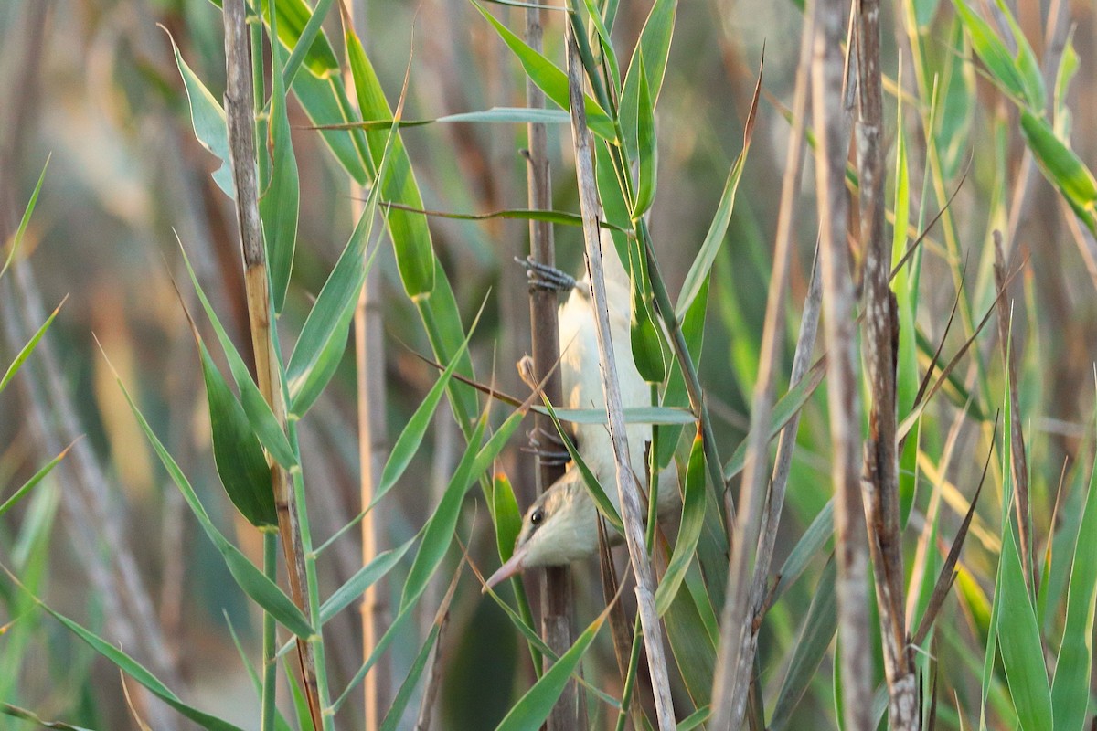 Carricero Estentóreo - ML646170222