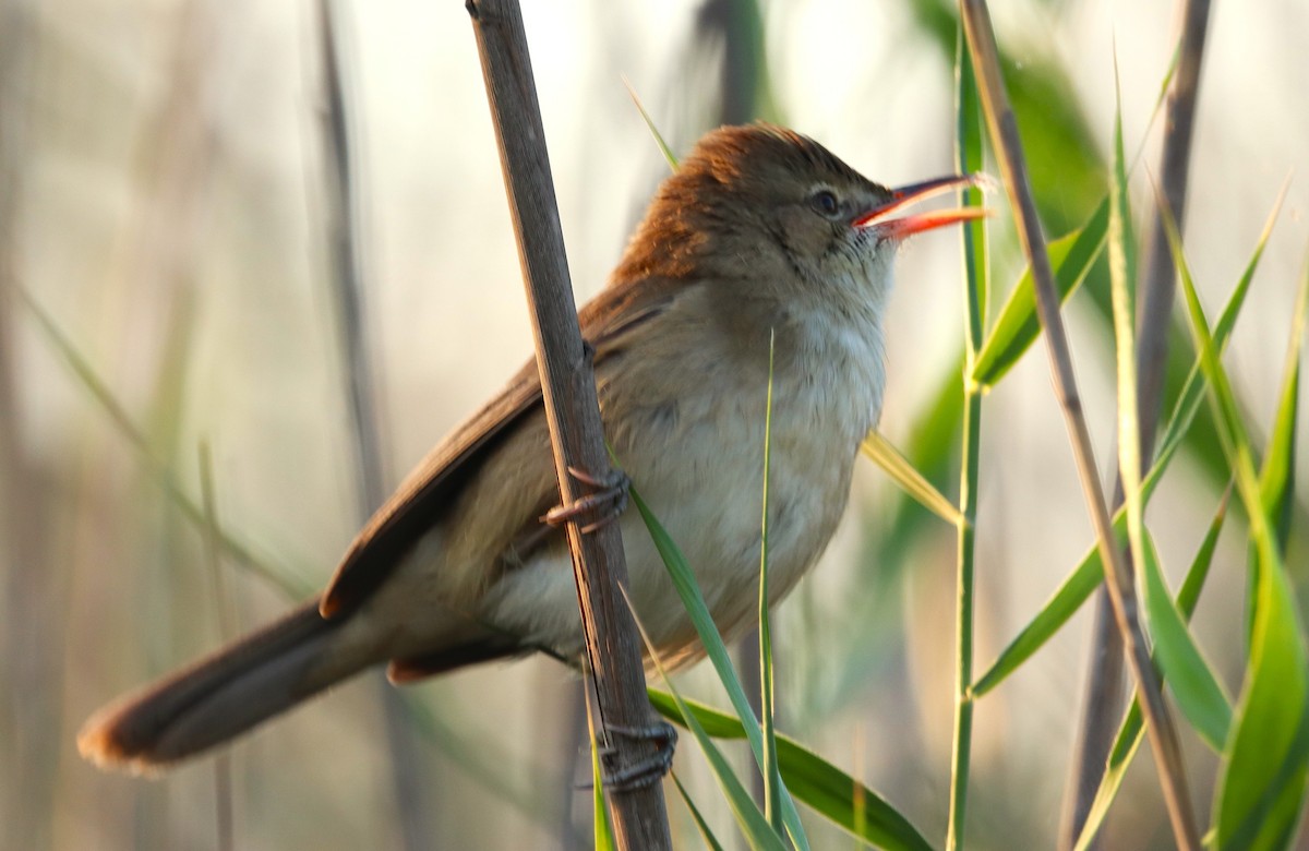 Carricero Estentóreo - ML646170223