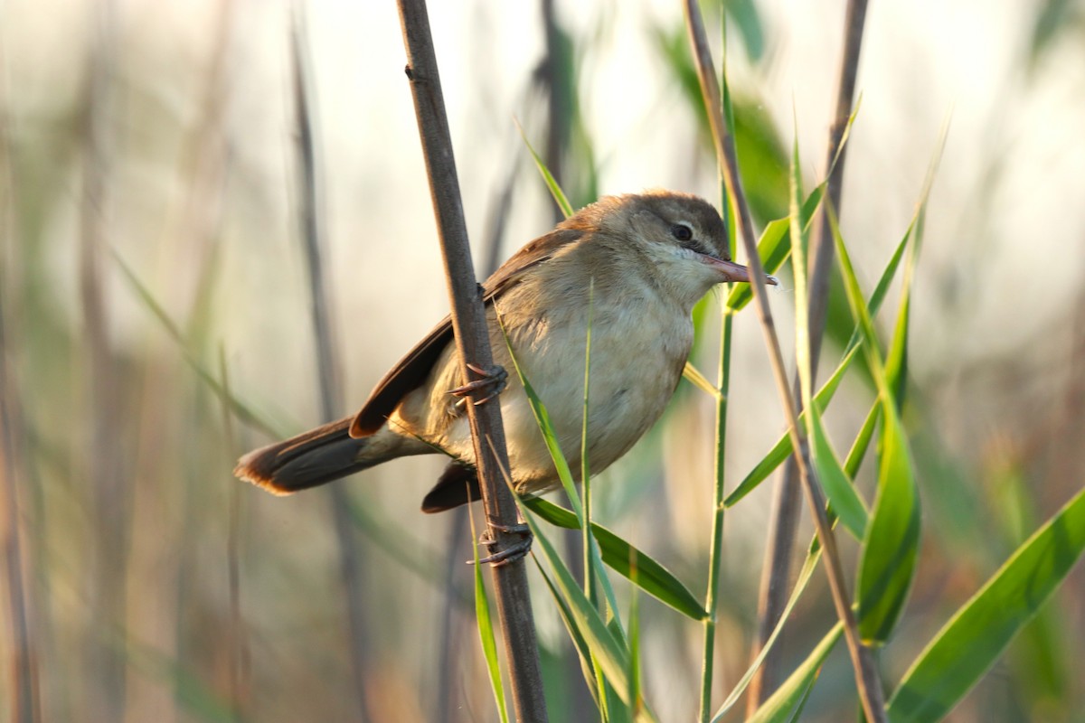 Carricero Estentóreo - ML646170224