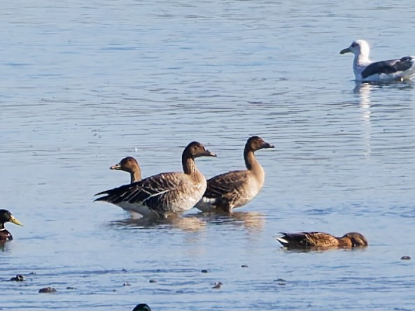 ヒシクイ - ML646170225