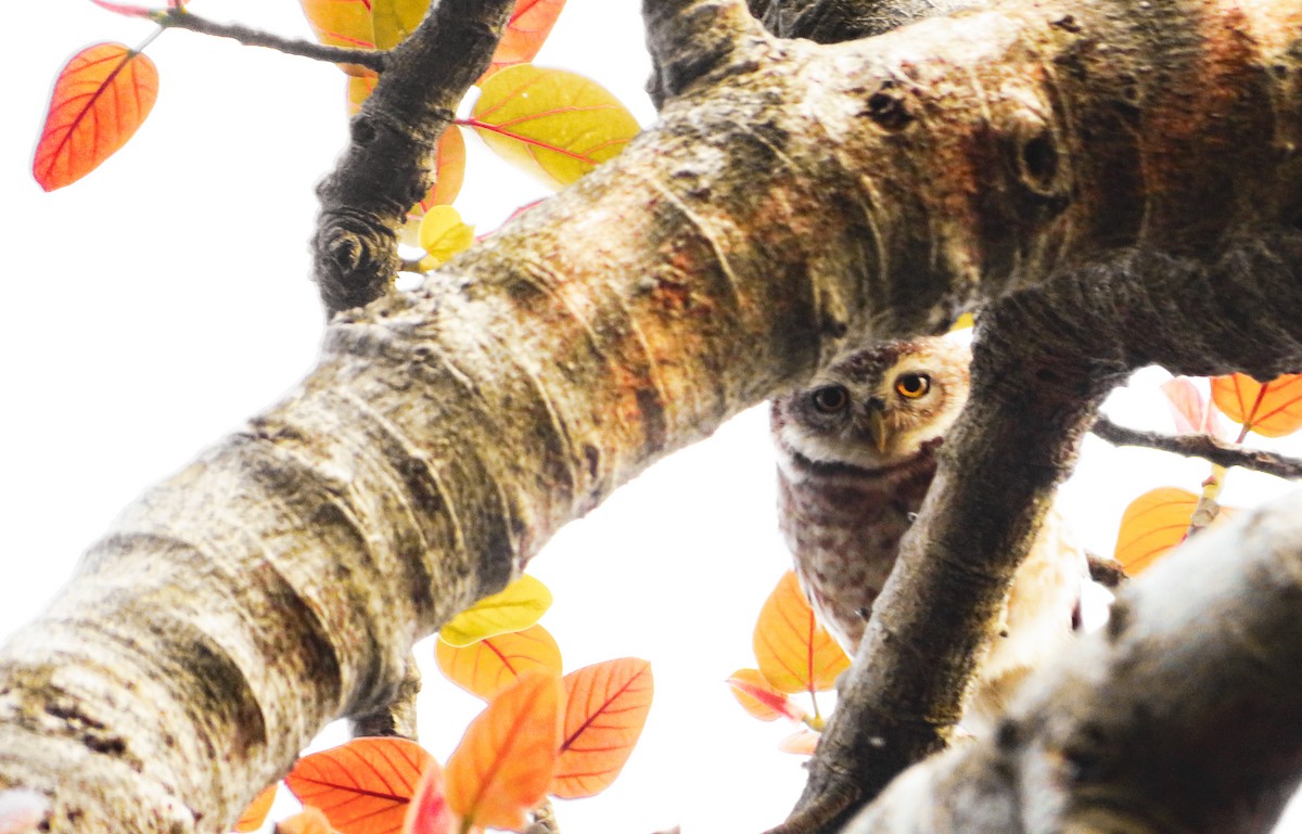 Mochuelo Brahmán - ML646170226