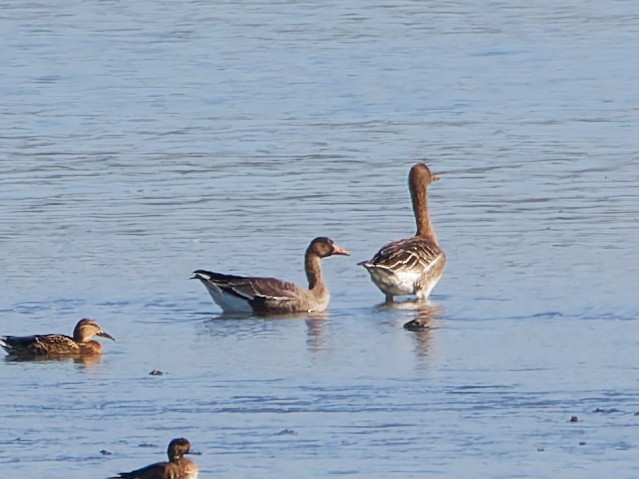 Ánsar Careto - ML646170227