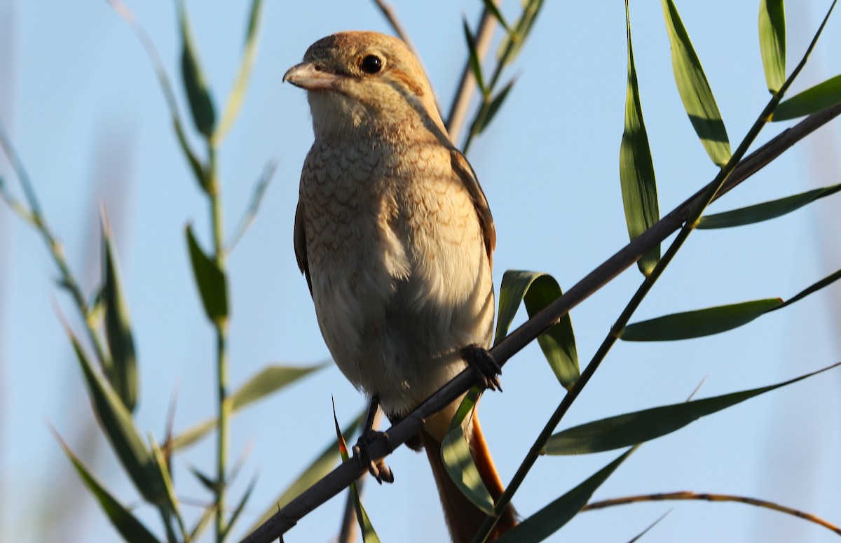 Alcaudón Isabel - ML646170228
