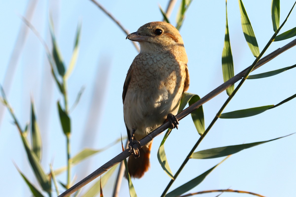 Alcaudón Isabel - ML646170229