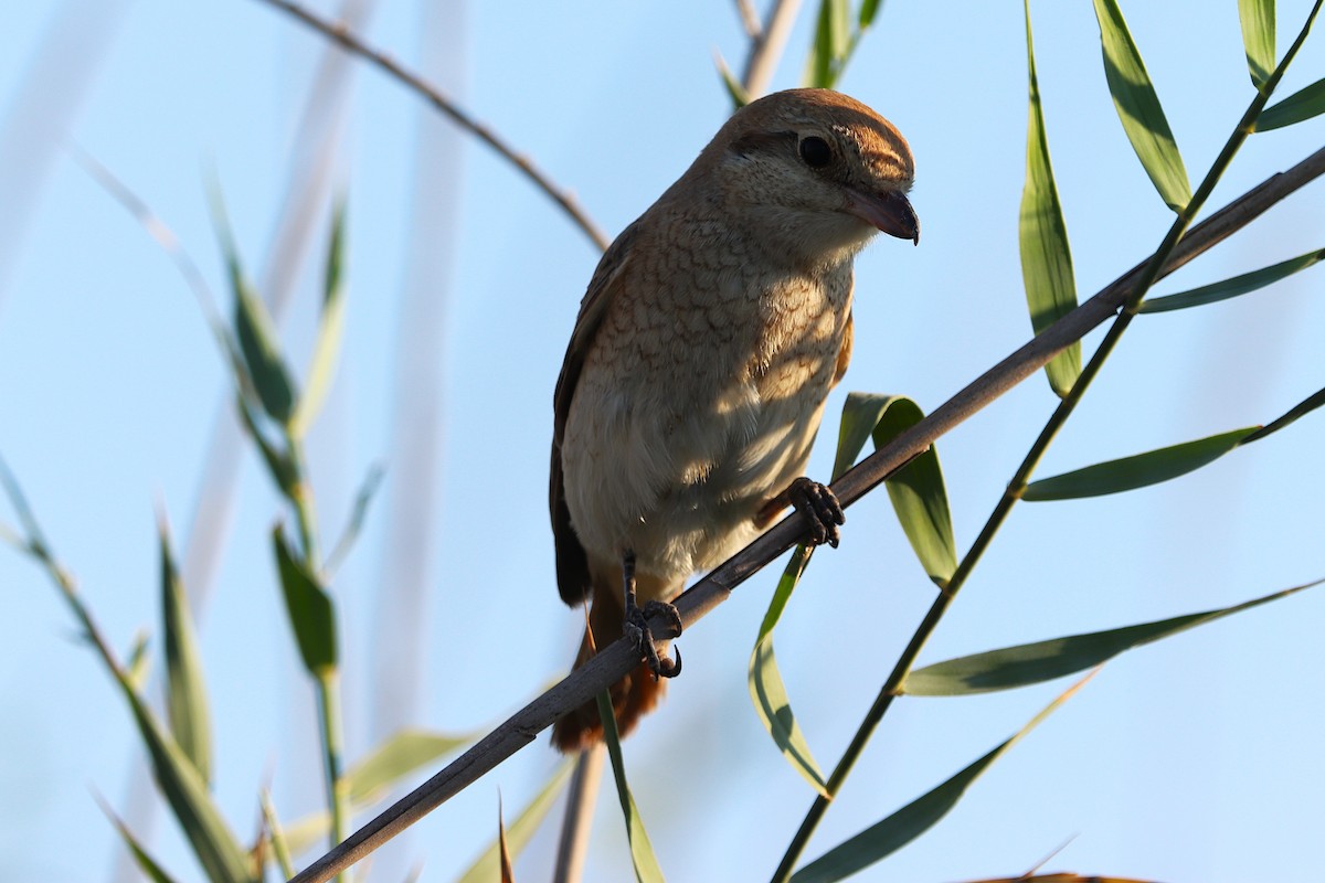 Alcaudón Isabel - ML646170230
