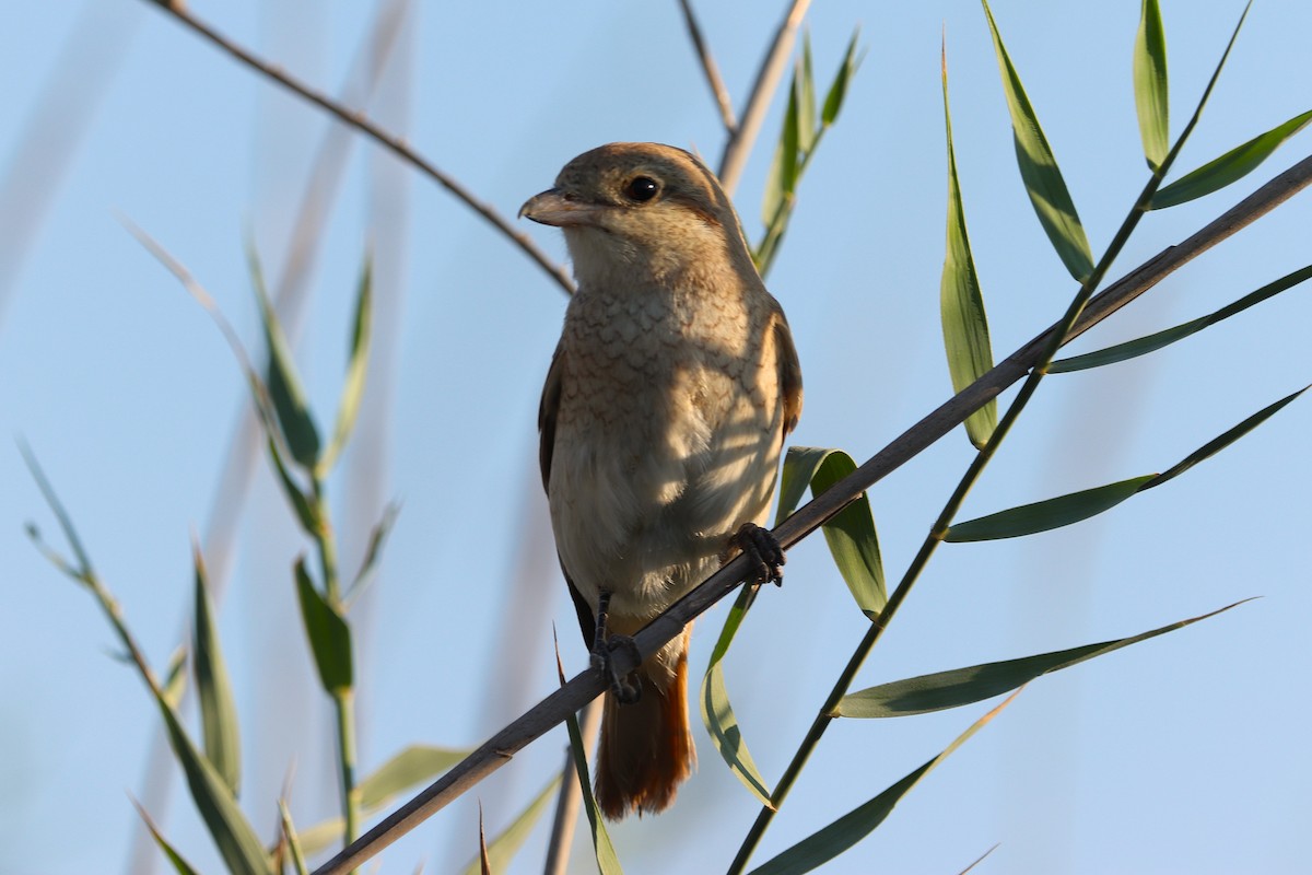 Alcaudón Isabel - ML646170231