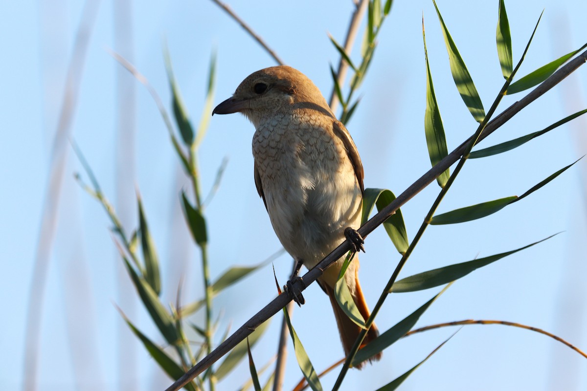 Alcaudón Isabel - ML646170232