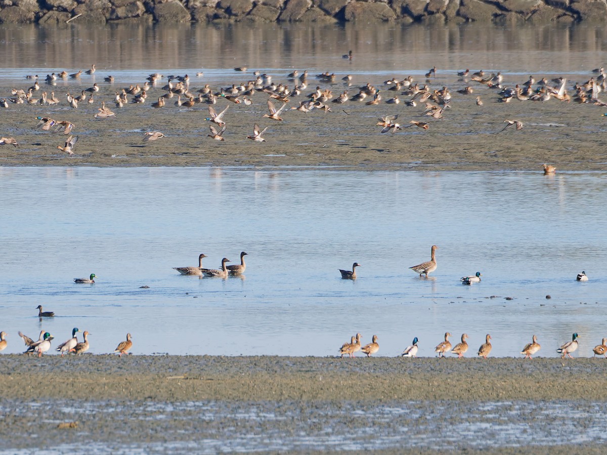 ヒシクイ - ML646170233