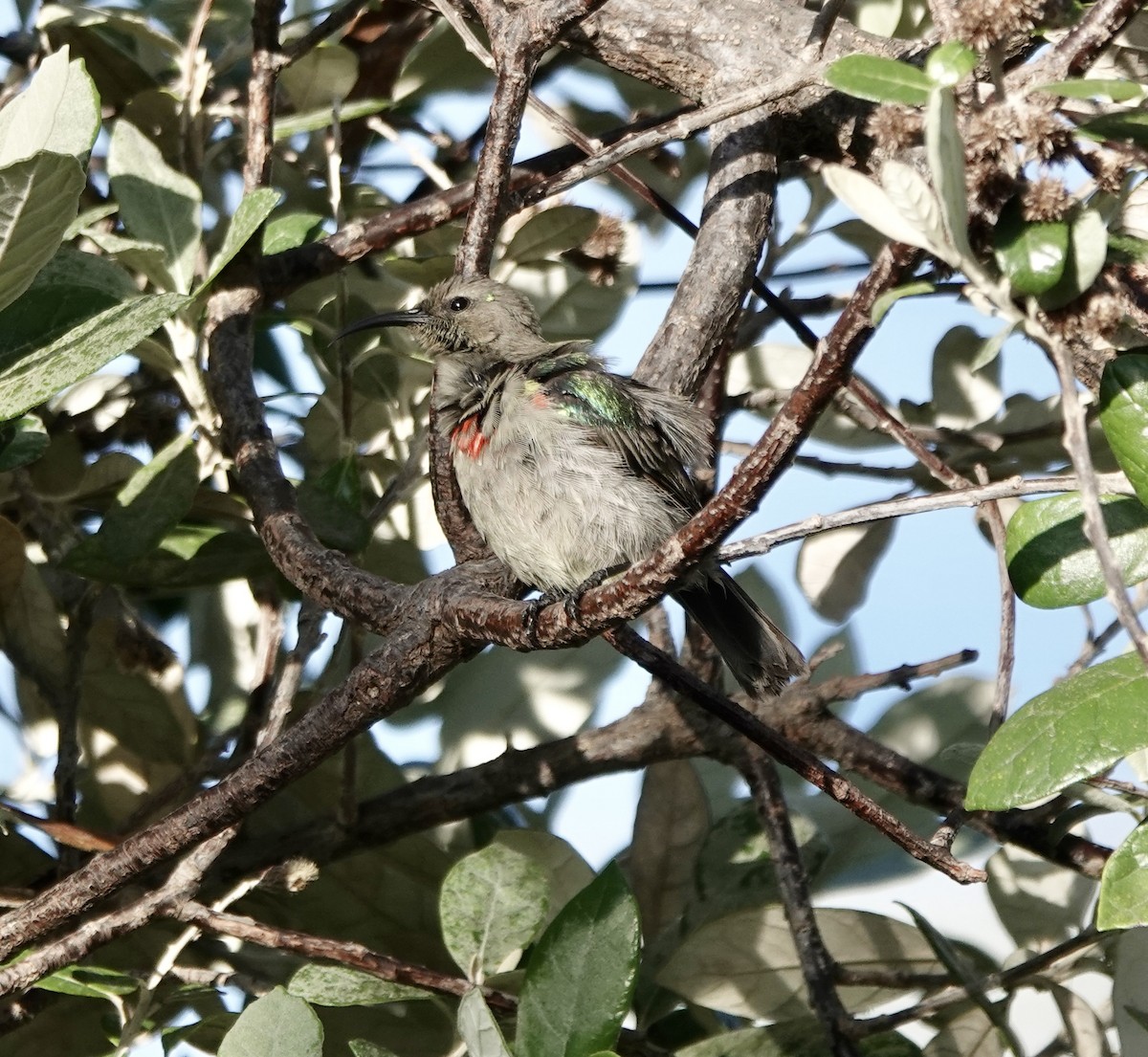 kappsolfugl - ML646170234