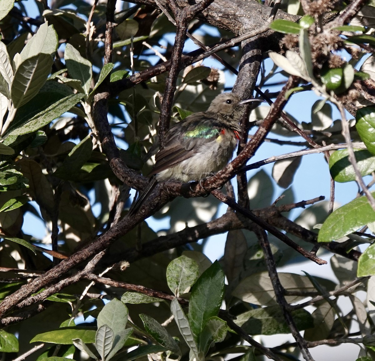 kappsolfugl - ML646170235