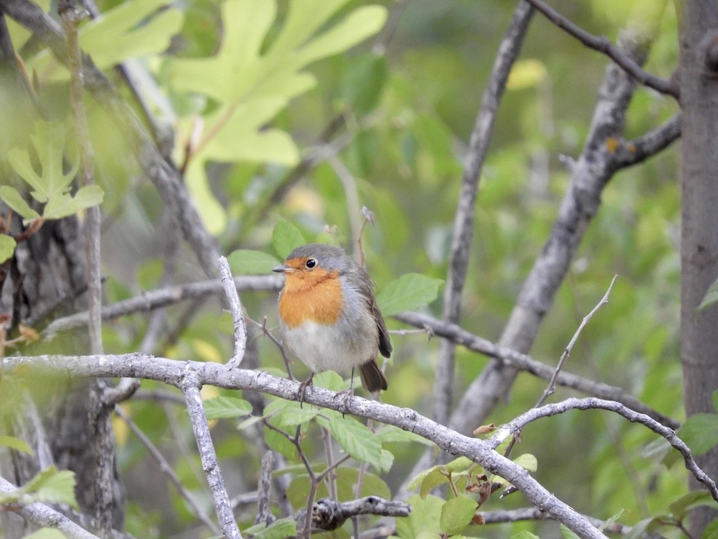 Petirrojo Europeo - ML646170237