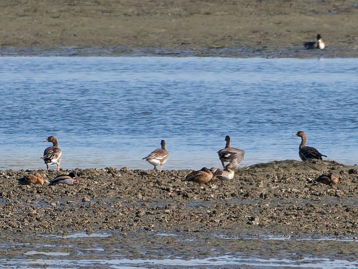 ヒシクイ - ML646170238