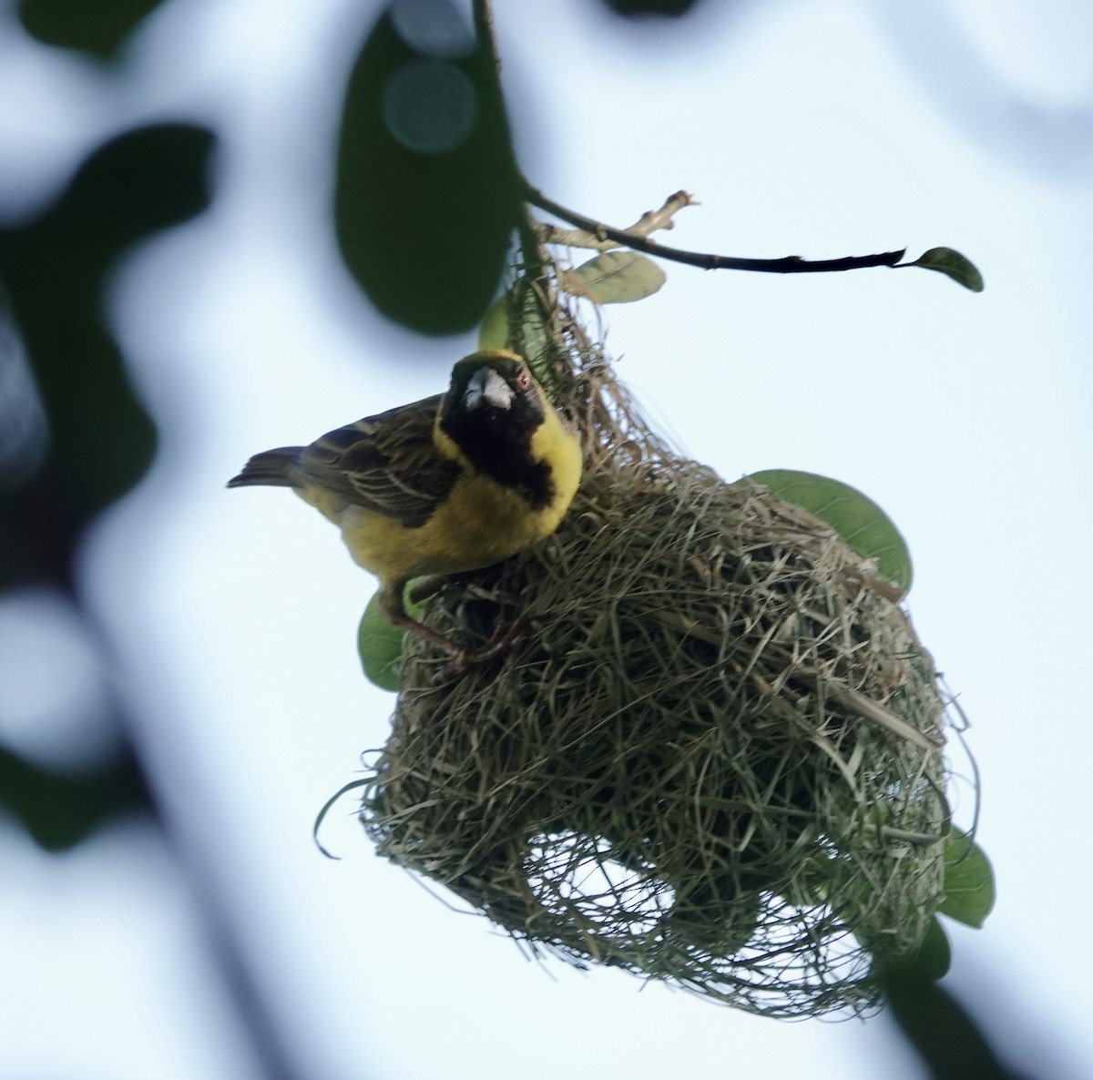 svartmaskevever - ML646170240