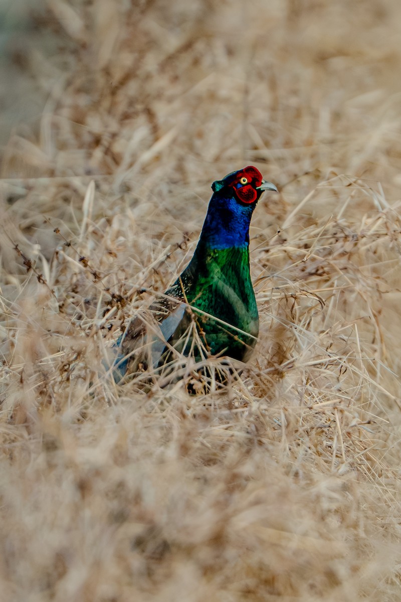 Faisán Verde - ML646170241