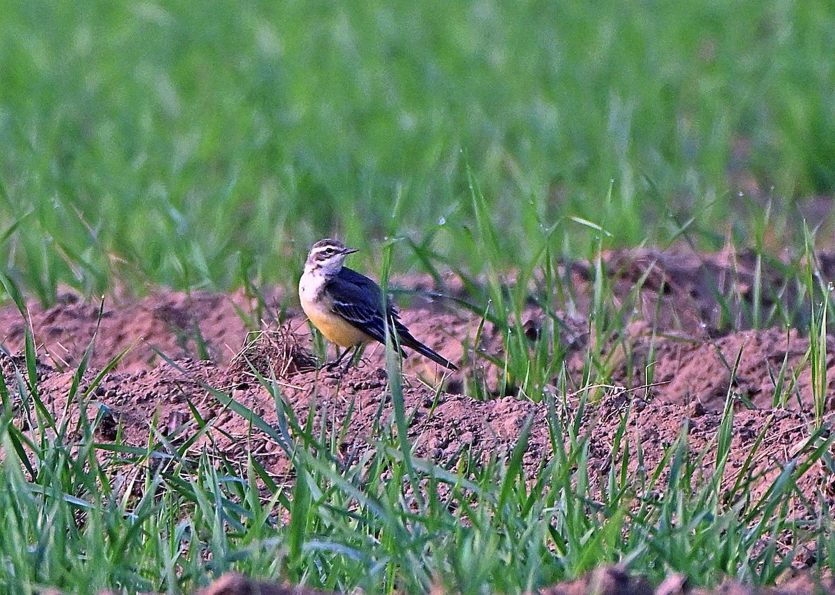 Lavandera Boyera - ML646170242