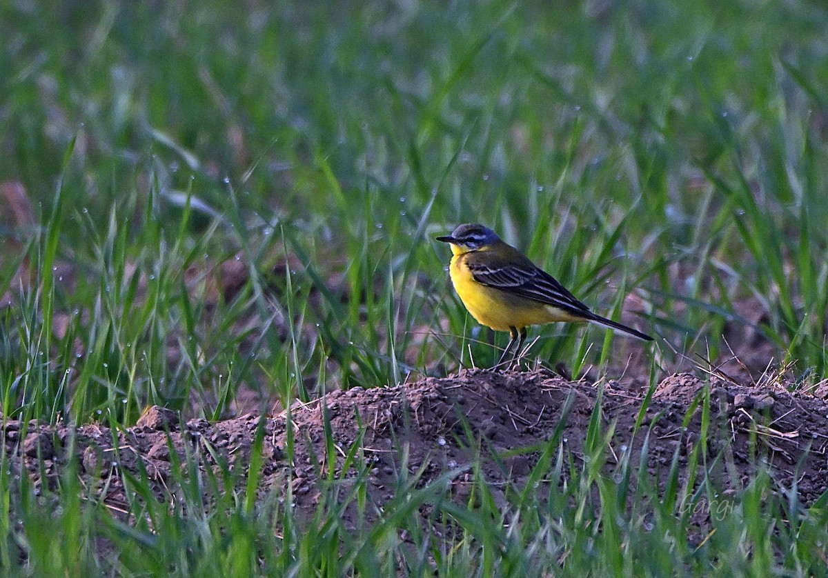 Lavandera Boyera - ML646170243