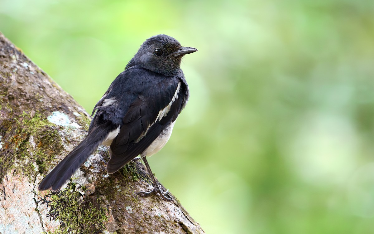 Shama Oriental - ML646170244