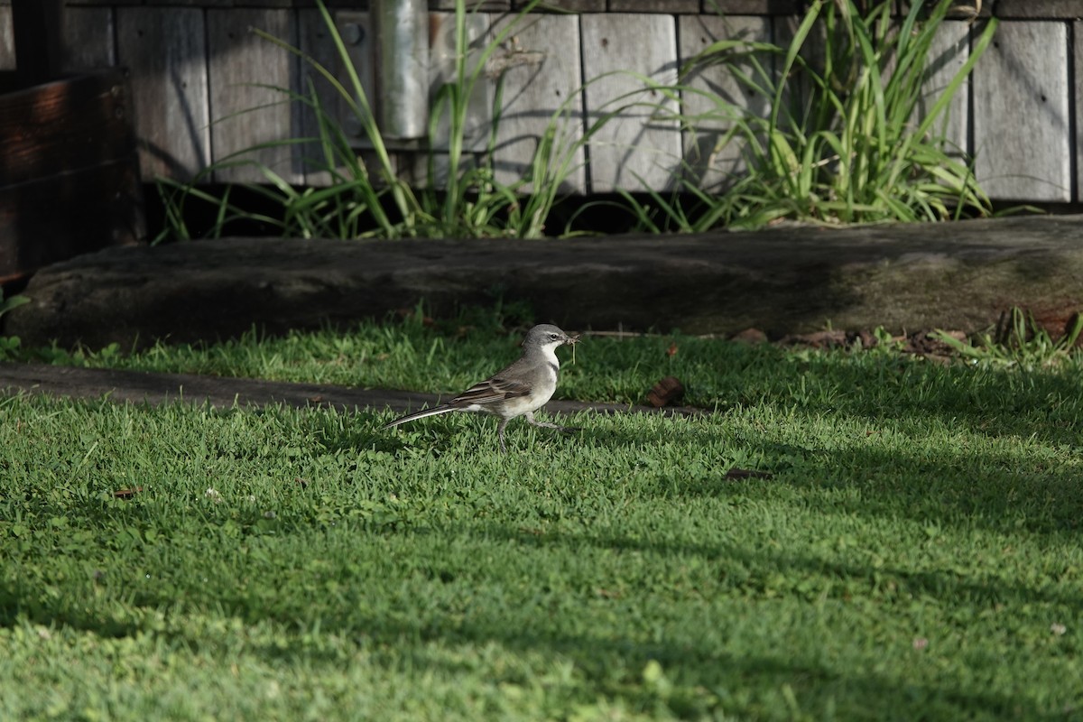 konipas jihoafrický - ML646170245