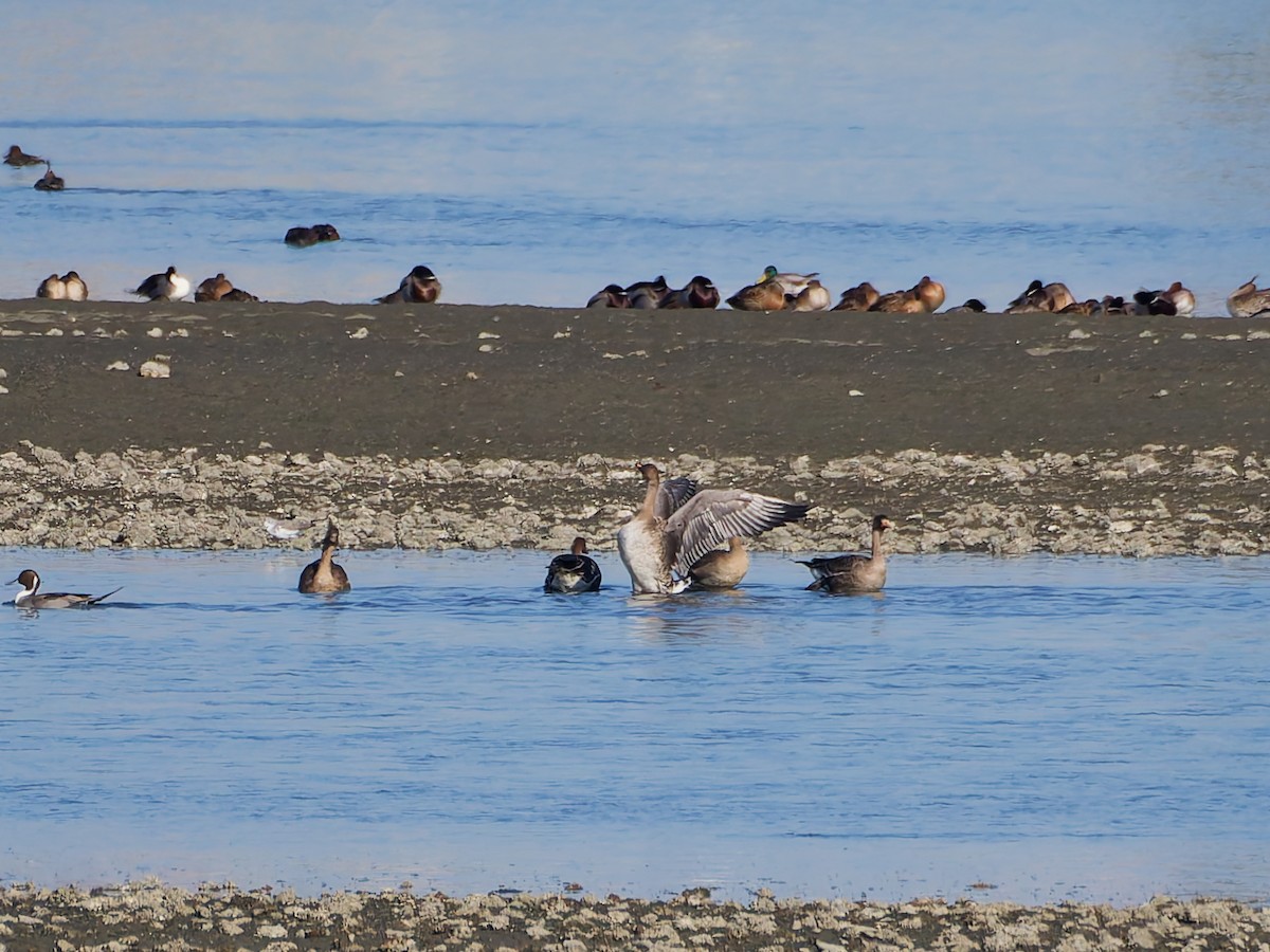 ヒシクイ - ML646170246