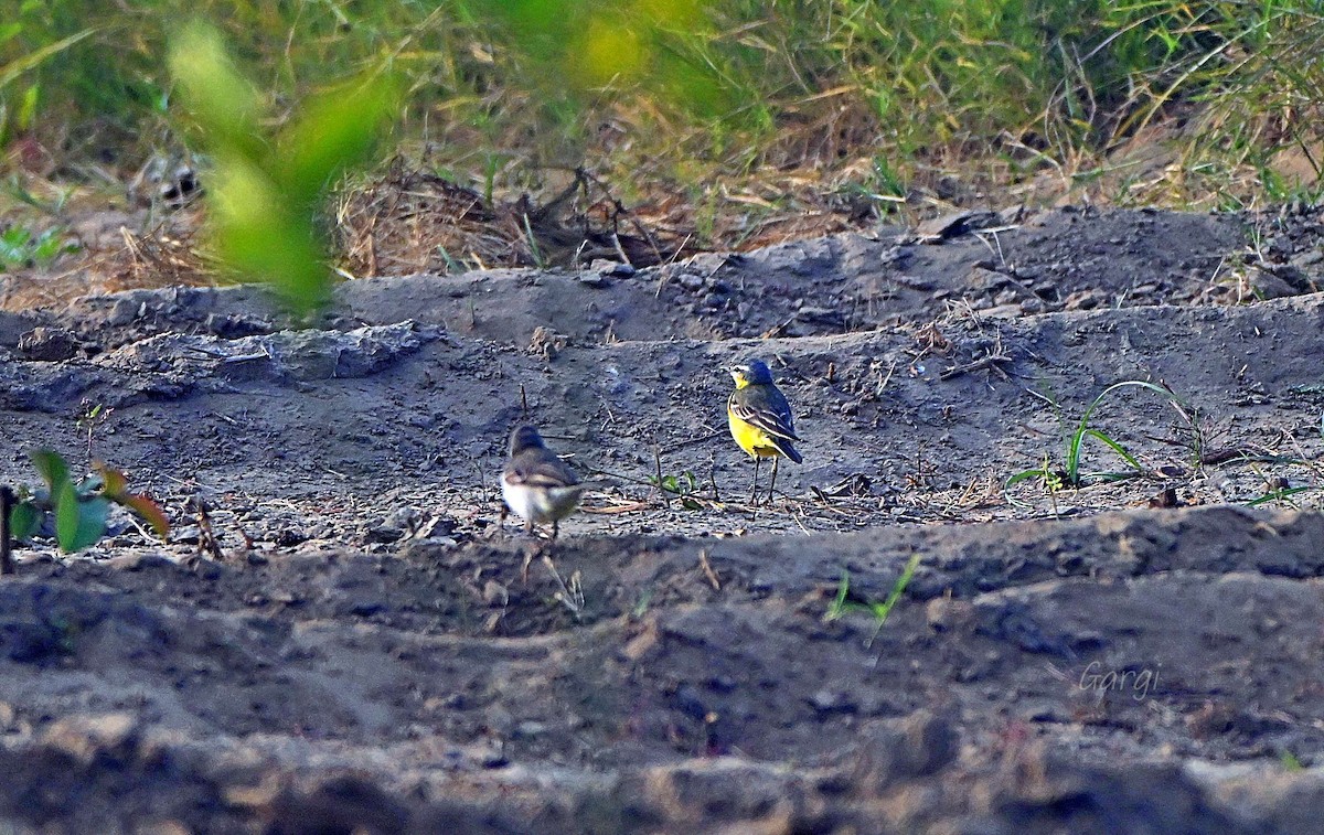 Lavandera Boyera - ML646170247