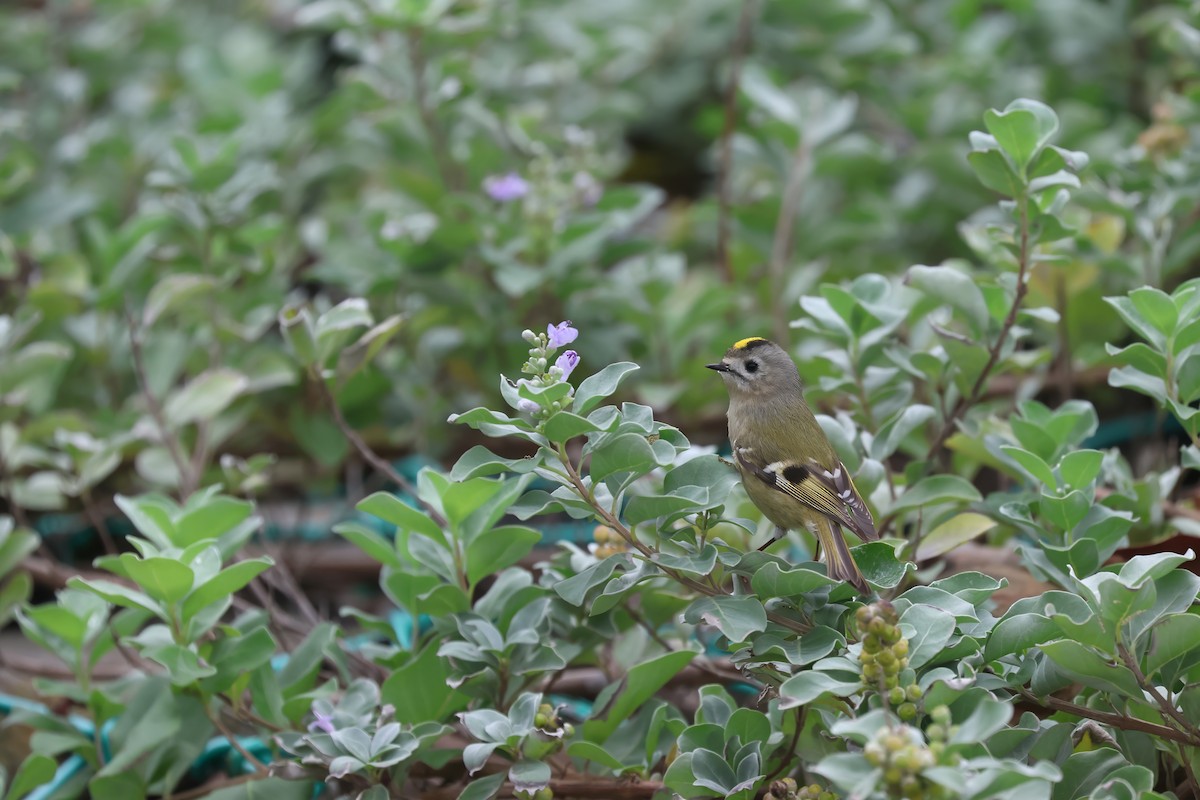 Reyezuelo Sencillo - ML646170248