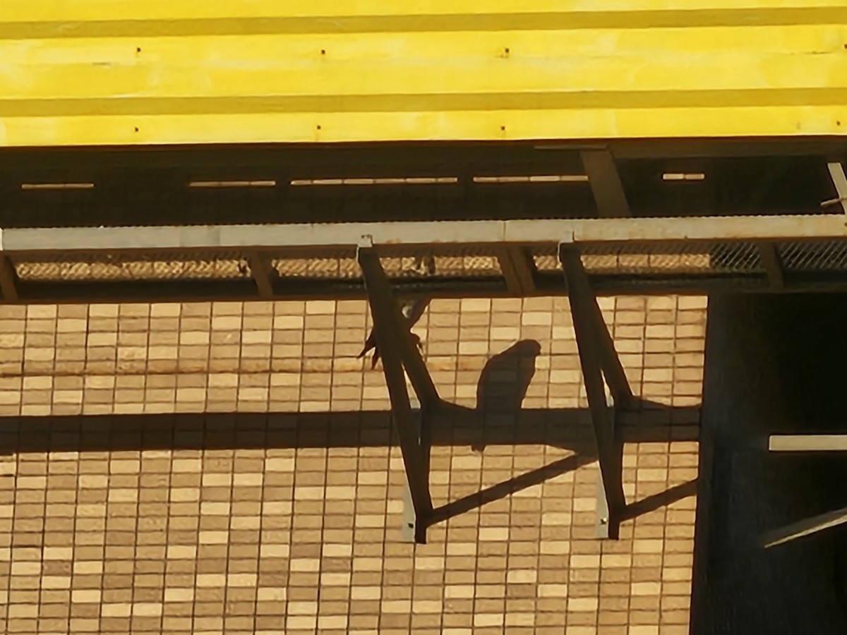 Halcón Peregrino - ML646170249