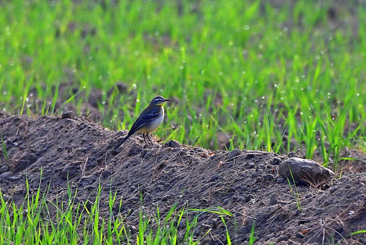 Lavandera Boyera - ML646170250