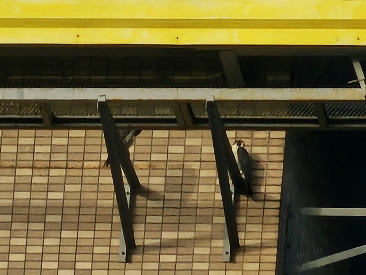 Halcón Peregrino - ML646170251