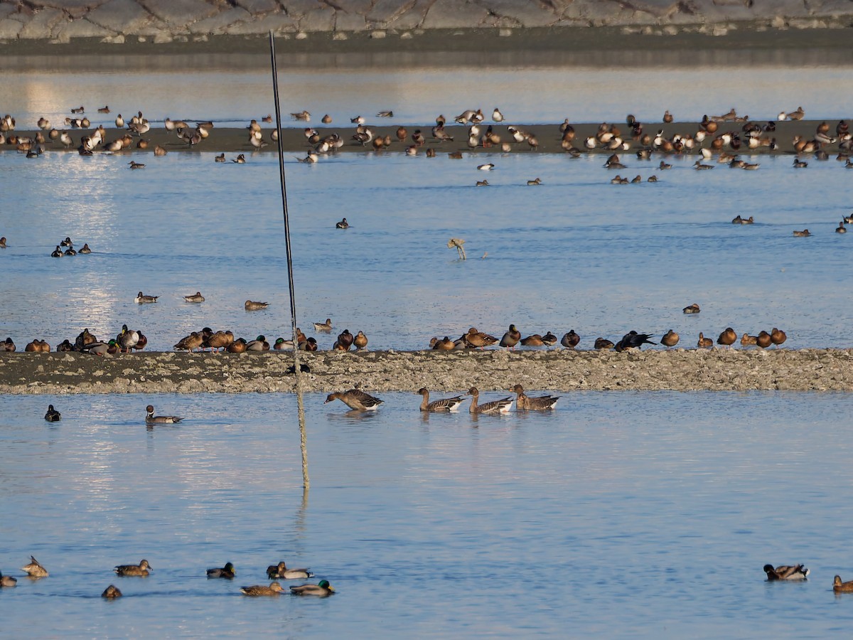 ヒシクイ - ML646170256