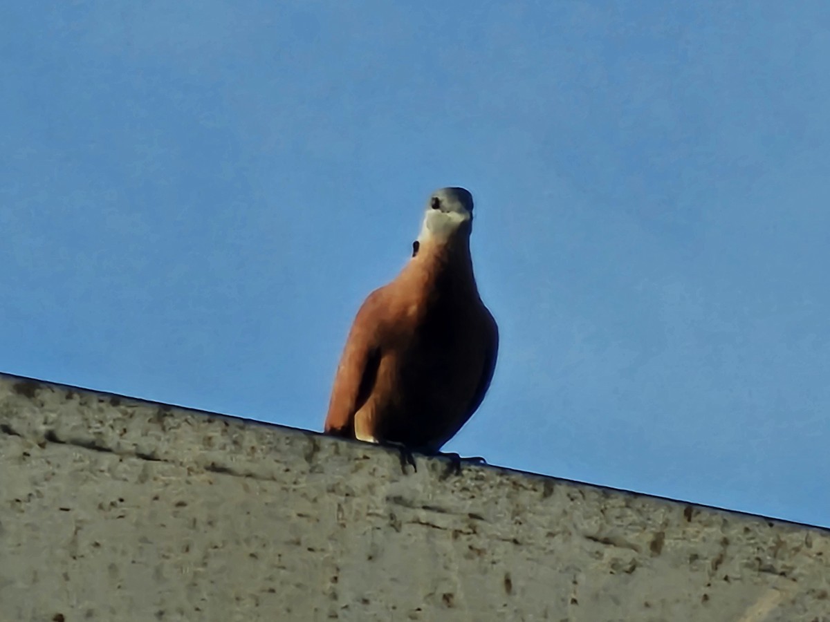 Tórtola Cabecigrís - ML646170259