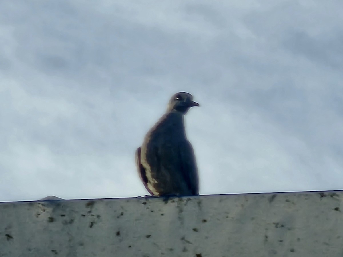 Tórtola Cabecigrís - ML646170260