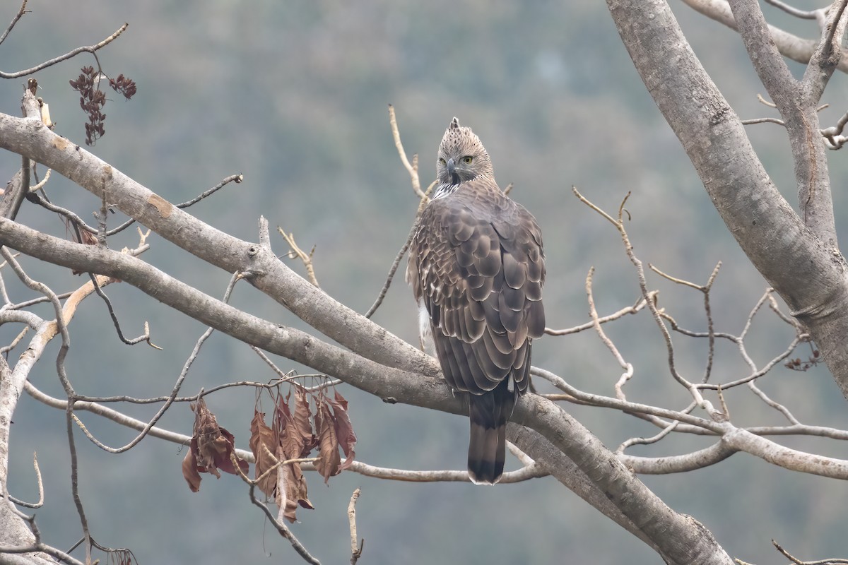 Changeable Hawk-Eagle - ML646170262