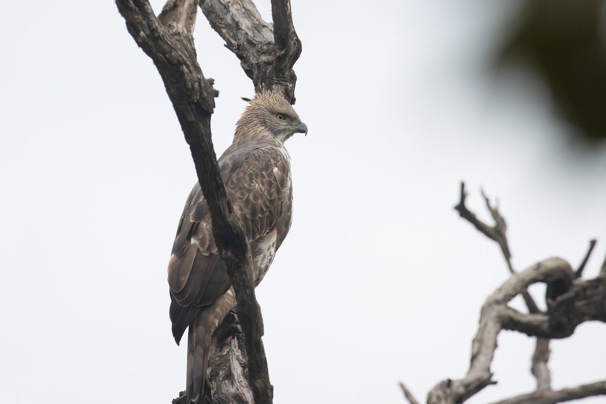 Changeable Hawk-Eagle - ML646170263