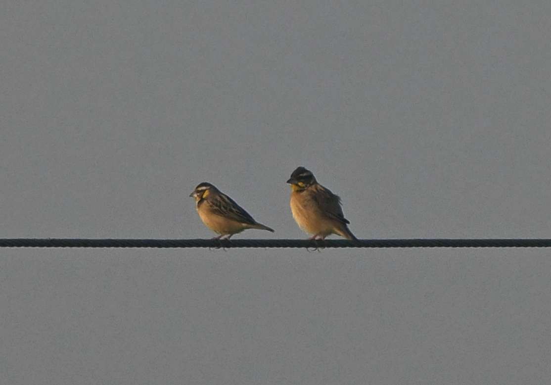 Black-breasted Weaver - ML646170266