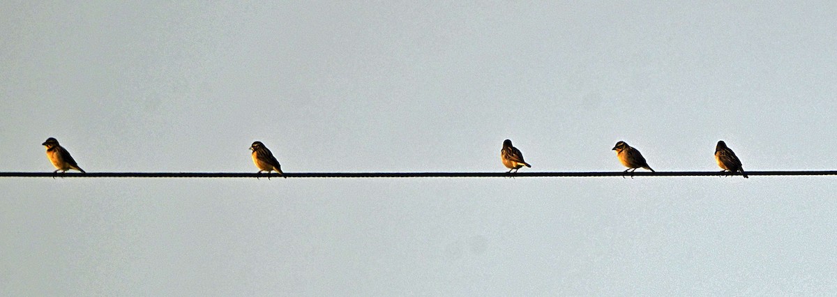 Black-breasted Weaver - ML646170269