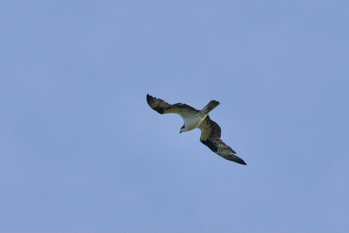 Osprey - ML646170270