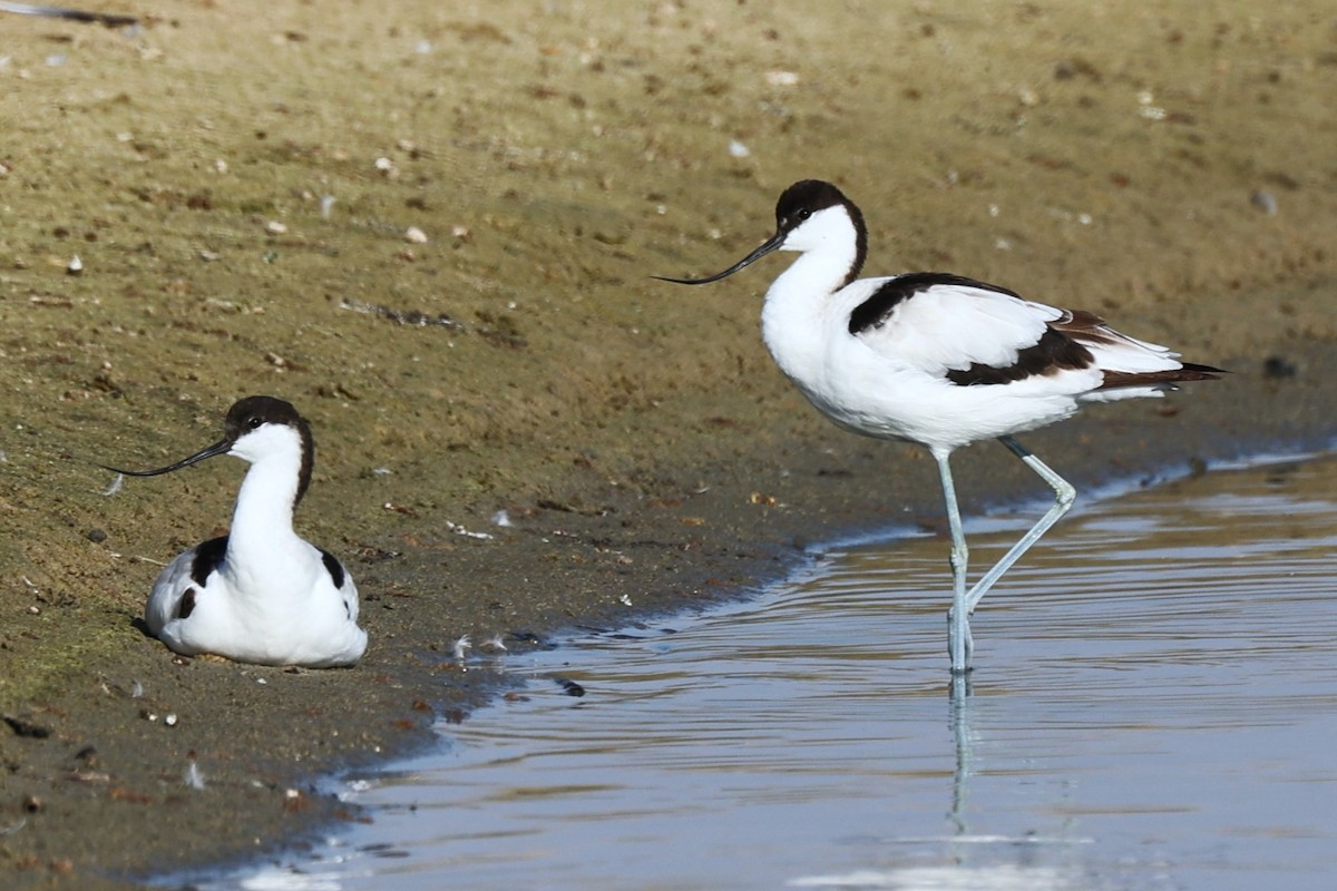 ソリハシセイタカシギ - ML646170272