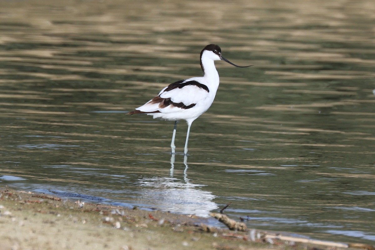 ソリハシセイタカシギ - ML646170274