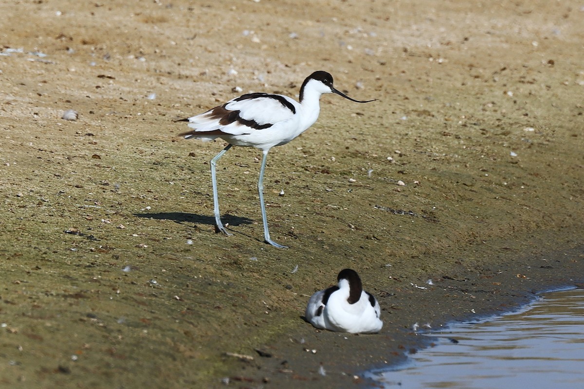 ソリハシセイタカシギ - ML646170279