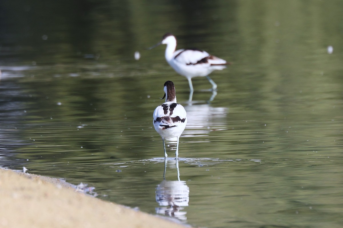 ソリハシセイタカシギ - ML646170280