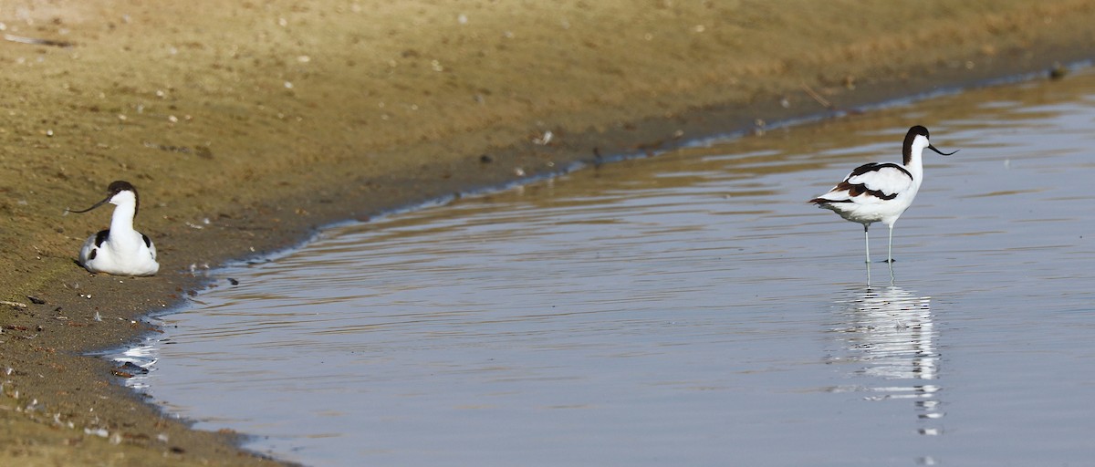 ソリハシセイタカシギ - ML646170281