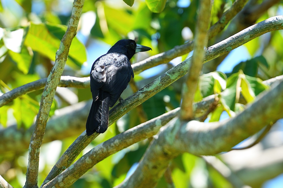 クロモズガラス - ML646170282